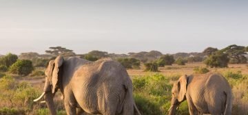 Tanzania – Self-drive Bush to Beach – Classic