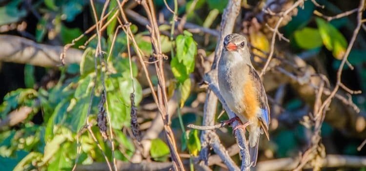 Safari Notes: South Luangwa National Park, Zambia