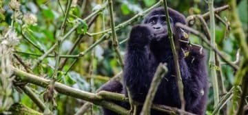 Trip report: Queen Elizabeth National Park, the deep south and gorilla tracking, Uganda