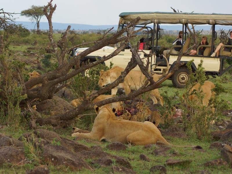 safari etiquette and safety