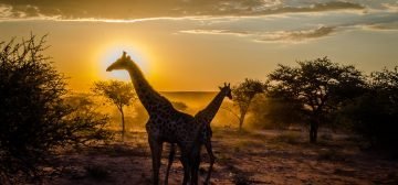 Trip report: Namibia – Driving north to Etosha National Park