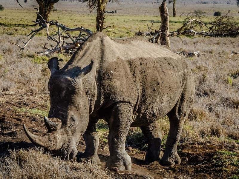 the dangers of geotagging - Rhino