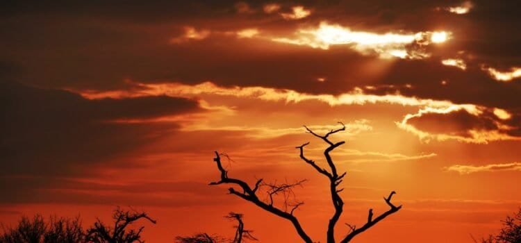 A Day in the Life of an African Safari: What to Expect from Morning to Night