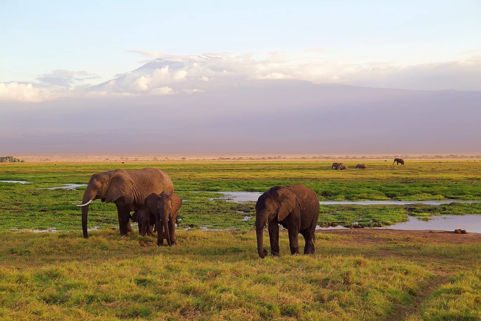 African Safari - elephants and Kilimanjaro