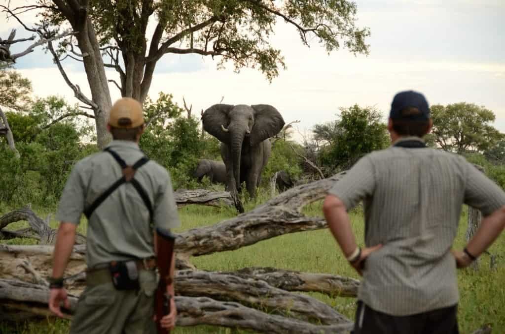 Walking safari_Elephant_Bomani