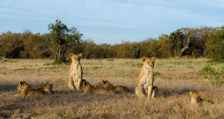 A group of lions in the savanna