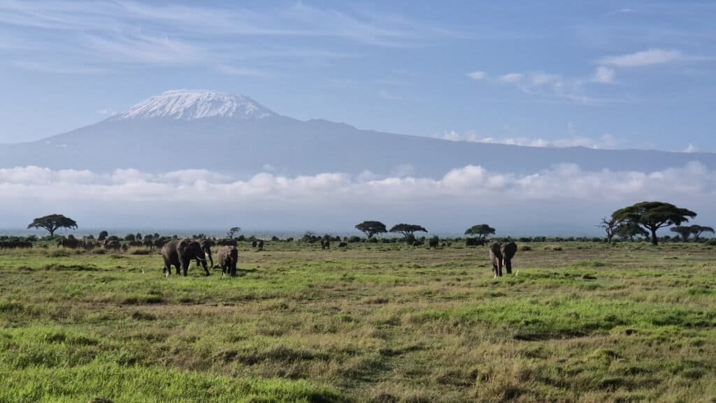 Kilimanjaro - on a Camera-Free Safari