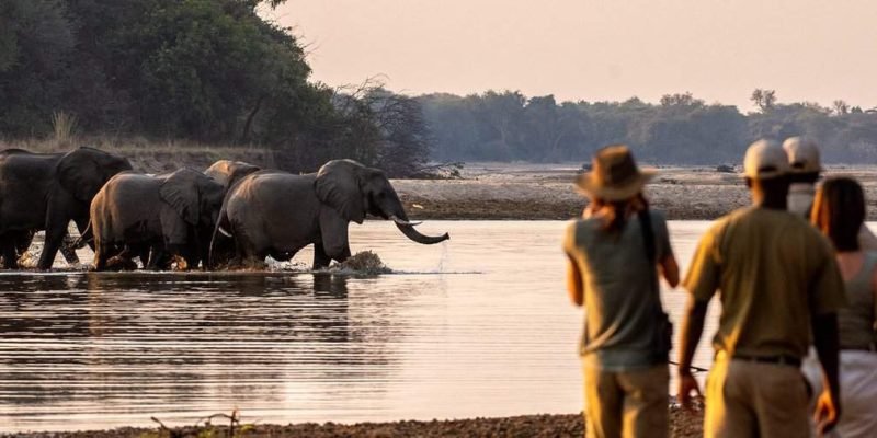 Walking safaris in unspoiled Zambia