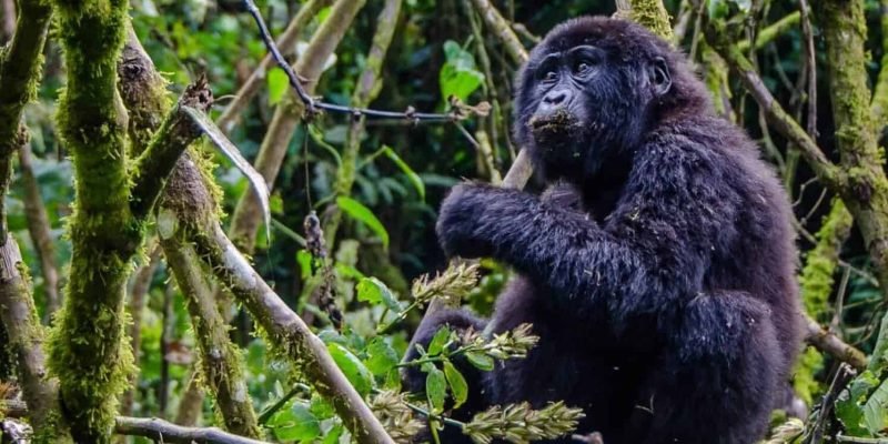 Young gorilla_large_portrait_2