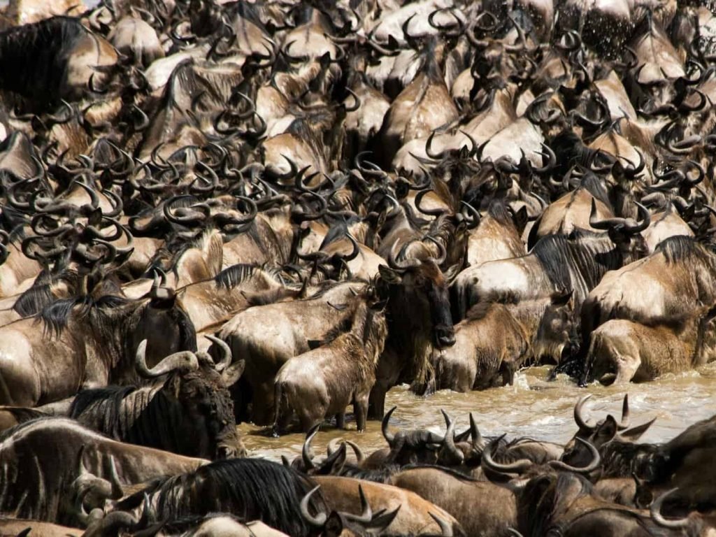 The great migration - wildebeest